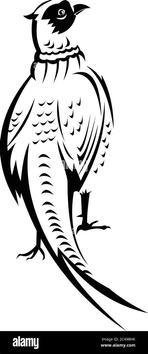 Retro Black And White Style Illustration Of Ring Necked Pheasant Or