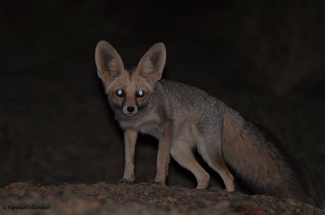 Vulpes Rueppellii