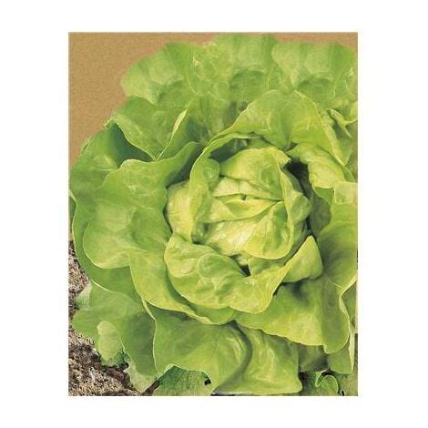 Laitue Grosse Blonde Paresseuse G Graines