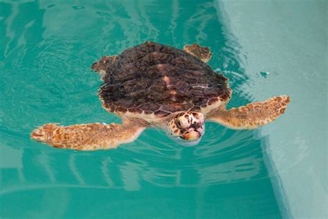 Sea Turtles Archives Clearwater Marine Aquarium