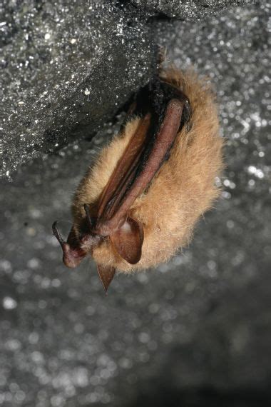 DEC Encourages NY To Help Protect Bats During Bat Week News