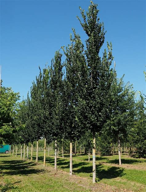 Udenhout Trees Ulmus Columella