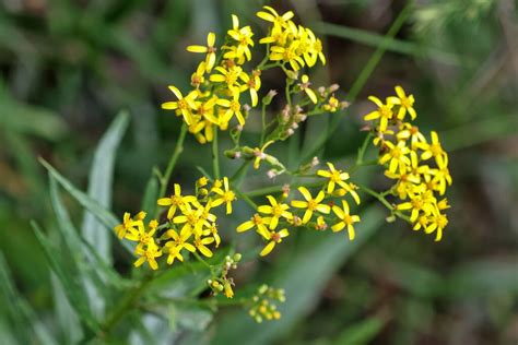 Fireweed Groundsel From Woodside Vic Australia On February