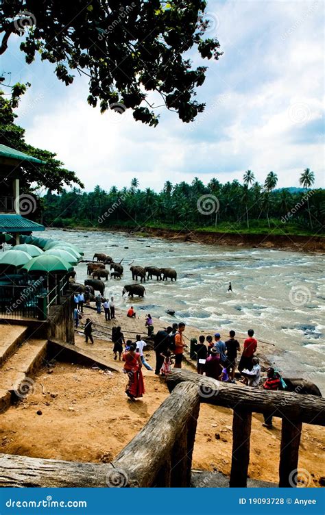 Sri Lanka Elephant Festival Editorial Stock Photo - Image of lanka, green: 19093728