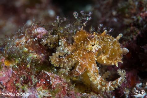 The "Deadly" Blue Ring Octopus - Bucket List Creature!