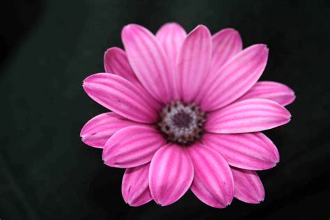 Pink Flower Image Backgrounds Wallpaper Cave