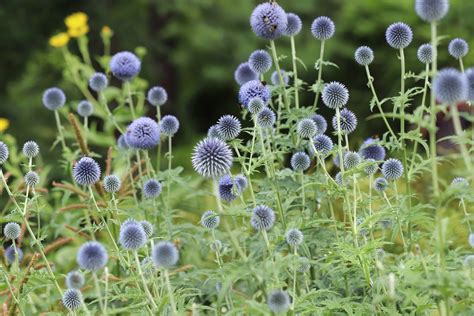 Blå Bolltistel Plantering Och Skötsel En Växtguide Från Dahliagård