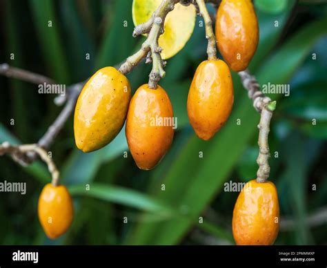 Corynocarpus laevigatus karaka tree hi-res stock photography and images ...