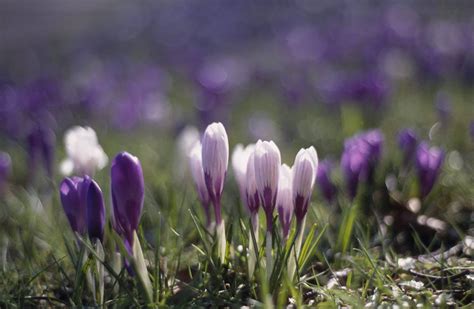 Corona der Frühling und Trauer praxis mueller herrmanns Webseite