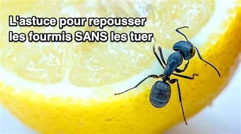 L Astuce Redoutable Pour Repousser Les Fourmis De La Maison SANS Les Tuer