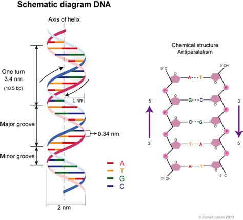 Diagram Indicating Secondary Structure Of Dna