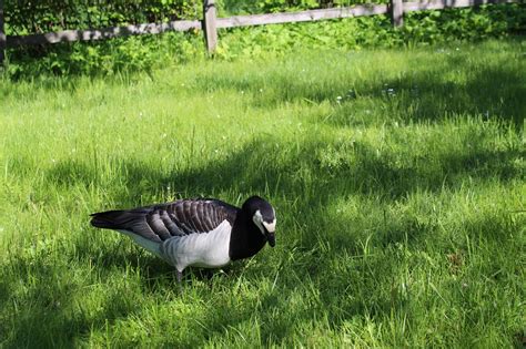 Goose Feathers Beak - Free photo on Pixabay - Pixabay