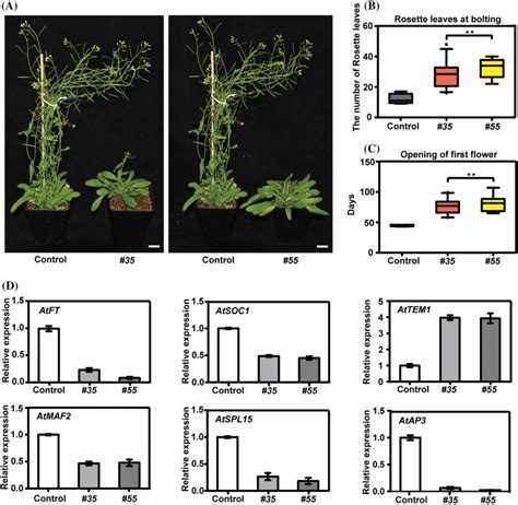 Overexpression Of Bcmaf In Arabidopsis Ac Late Flowering Phenotype