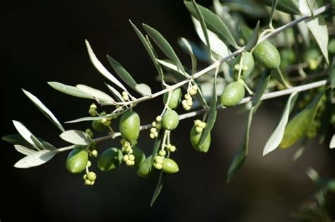 Ελιά Ποικιλίες με ιδιαίτερα χαρακτηριστικά Οι αποδόσεις σε λάδι