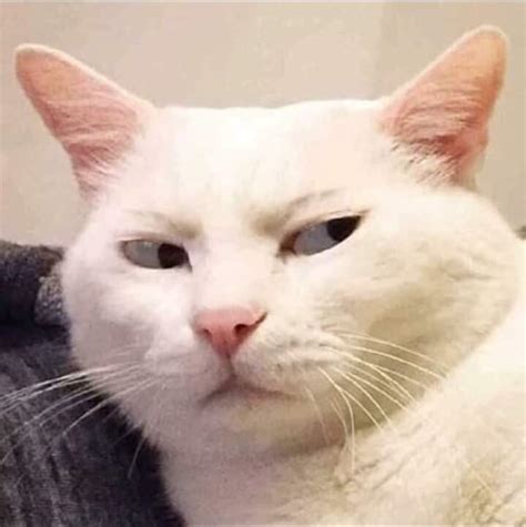 Skeptical Cat Blank Template Imgflip