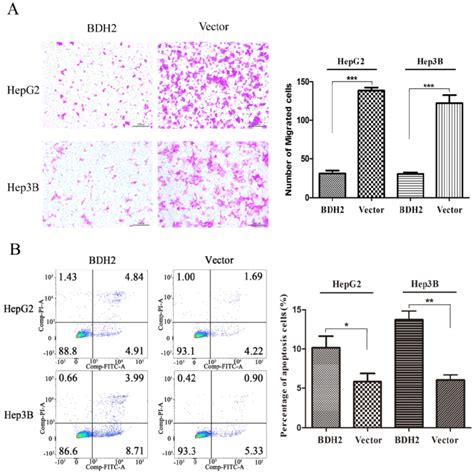 Overexpression Of BDH2 Suppresses HCC Cell Migration And Induces HCC