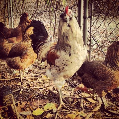 What Breed And Sex Are These Three Month Old Chicks Backyard Chickens Learn How To Raise