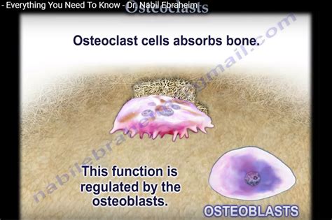 Osteoclast function and Roles — OrthopaedicPrinciples.com