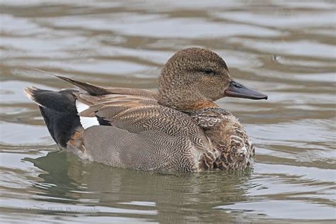 Sunday Th April Cornwall Birds Cbwps