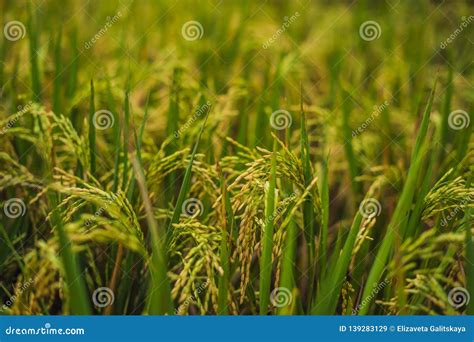 Plantaci N Verde Del Campo Del Arroz De La Cascada En La Terraza De