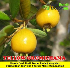 Jual Bibit Cerry Yellow Grumichama 70cm JualBenihMurah