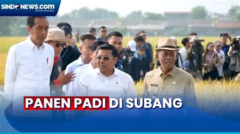 Panen Padi Di Subang Jokowi Senang Produksi Capai Ton Per Hektare