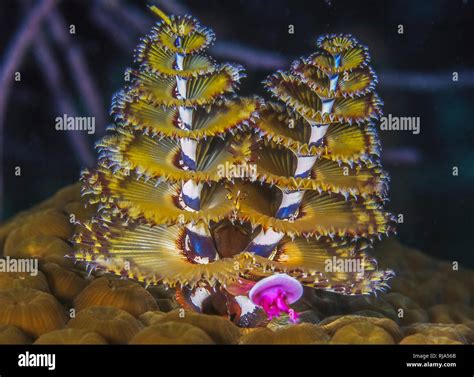 Spirobranchus Giganteuschristmas Tree Worms Stock Photo Alamy