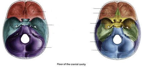 Floor Of Cranial Cavity Diagram Quizlet