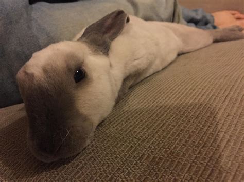 He Finally Flopped And He Did It Sat Next To Me So Happy Rabbits