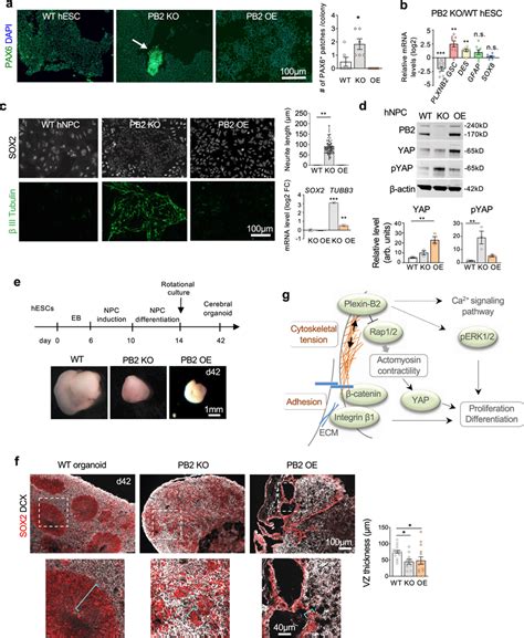 Plexin B2 Affects Stem Cell Differentiation And Neuroepithelial