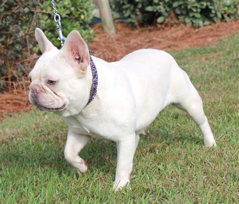 Baby French Bulldogs White