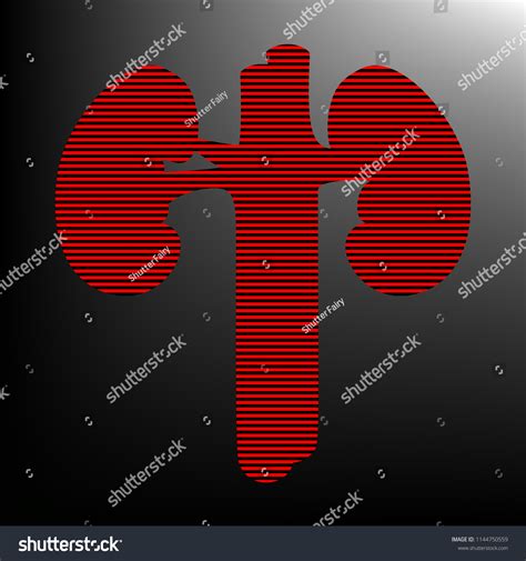 Human Kidney Medical Diagram Vector Striped Stock Vector Royalty Free