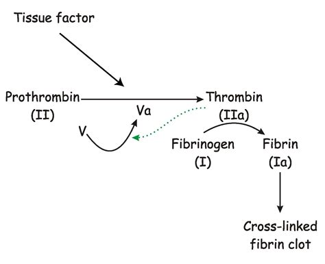 Blood Clotting Process Diagram Clotting Blood Hemostasis Pro