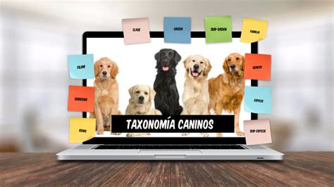 Taxonomia Canina By Valentina Isabel Ayala Negrete On Prezi