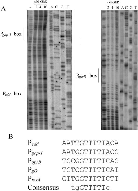 Determination Of The GltR Operator Site A DNAse I Footprint