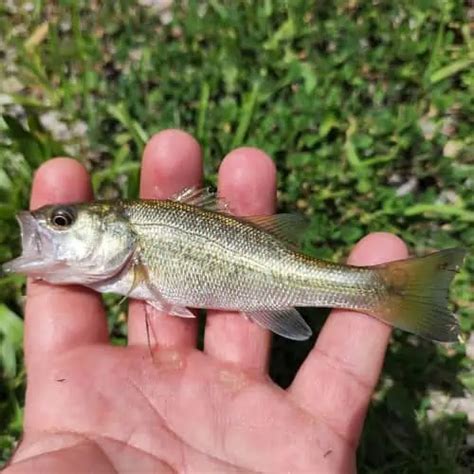 Freshwater Fish Species In Florida 2023 Id Pics Pond Informer