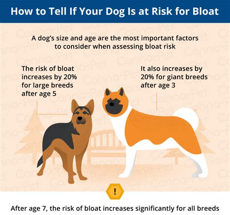 Bloat In Dogs And Cats Causes Signs And Symptoms Canna Pet