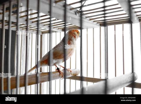canary in a cage isolated on white background Stock Photo - Alamy