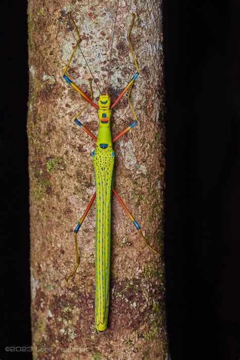 Colourful Stick Insect Calvisia Sp Of South Sarawak Borneo Around