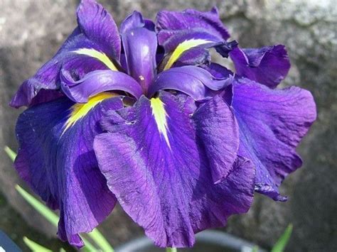 Желто-сиреневый ирис Сольвейг | Plants, Garden, Iris