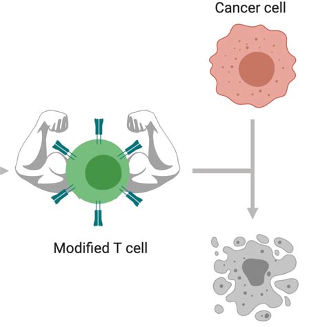 Flow-cytometry-based in vitro assay for assessing T-cell-mediated cytotoxicity against a target ...