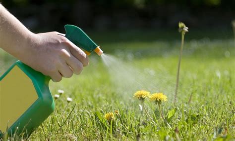 La Proporción Adecuada De Vinagre Y Agua Para Cuidar Tus Plantas De