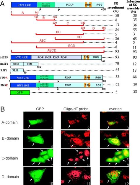 G Bp Domain A And D Can Direct Gfp Fusion Proteins To Arsenite Induced