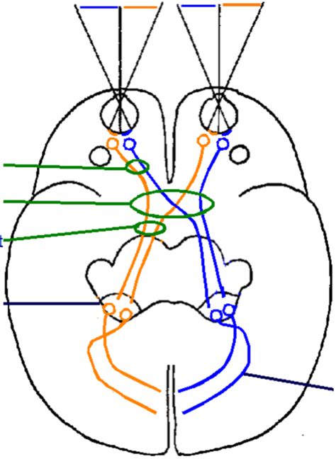 Visual Pathways Diagram Quizlet