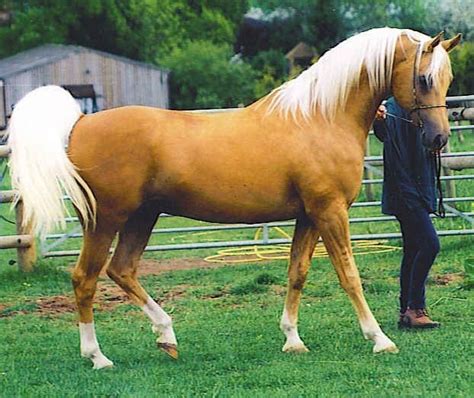 Palomino Arabian Can Someone Buy Me This Horse And The Place To Keep