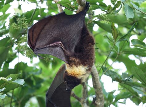 オキナワオオコウモリ Okinawa Flying Fox Japaneseclassjp