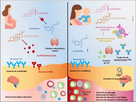 Mecanismos endocrinos e inmunes Puerperio Fisiológico vs Puerperio