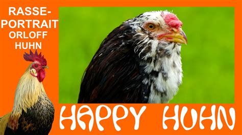 E Orloff H Hner Im Rasseportrait Bei Happy Huhn Eine Russische