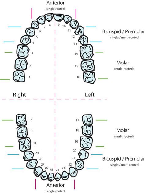 Supernumerary Teeth Chart