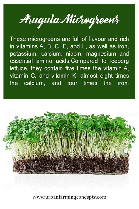 How To Grow Wasabi Microgreens Spicy Not Hot And Easy To Grow Artofit